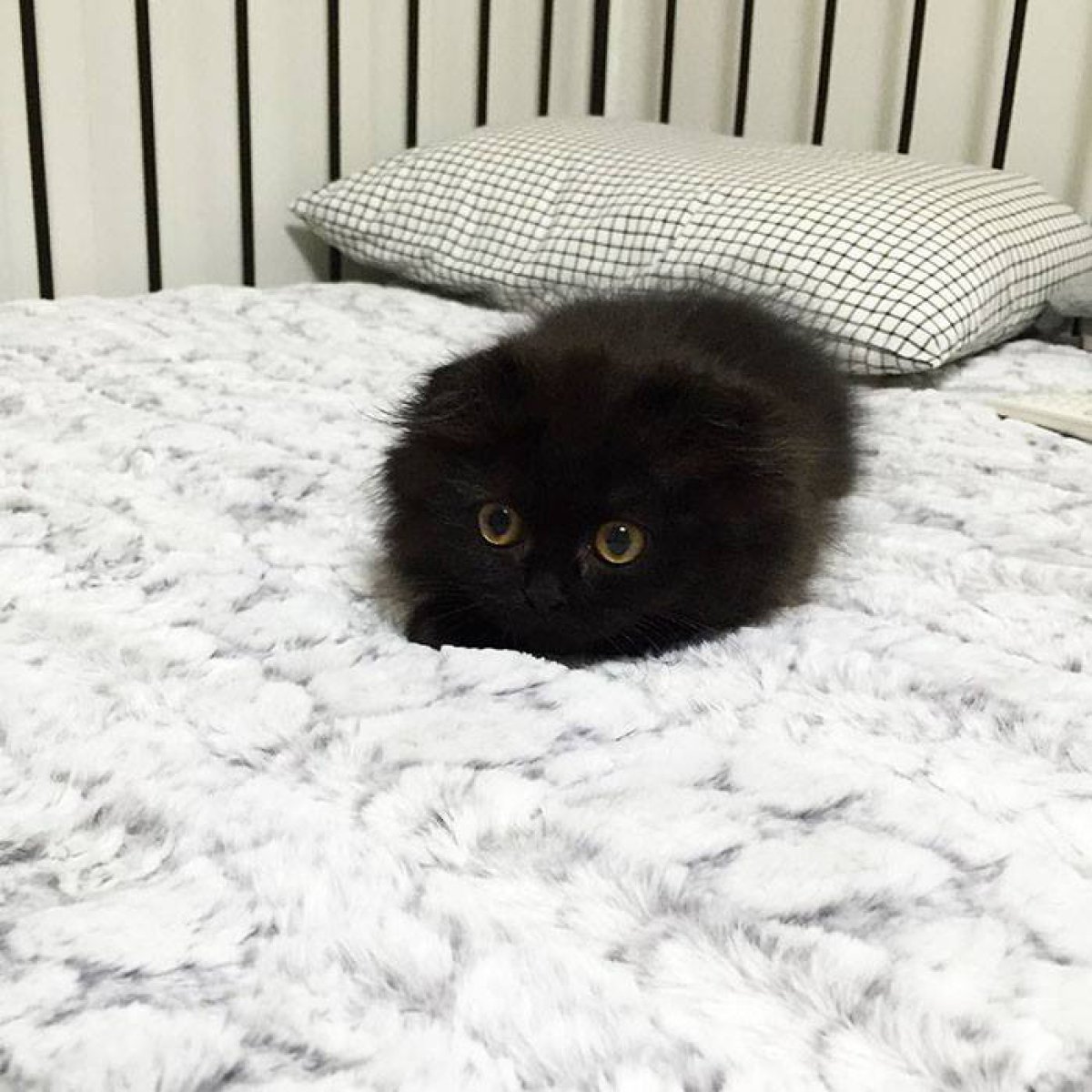 El gato con la mirada más rara del mundo