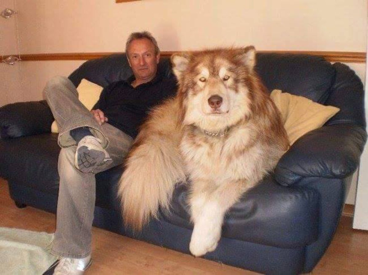 ¡Los perros más gigantes del mundo!