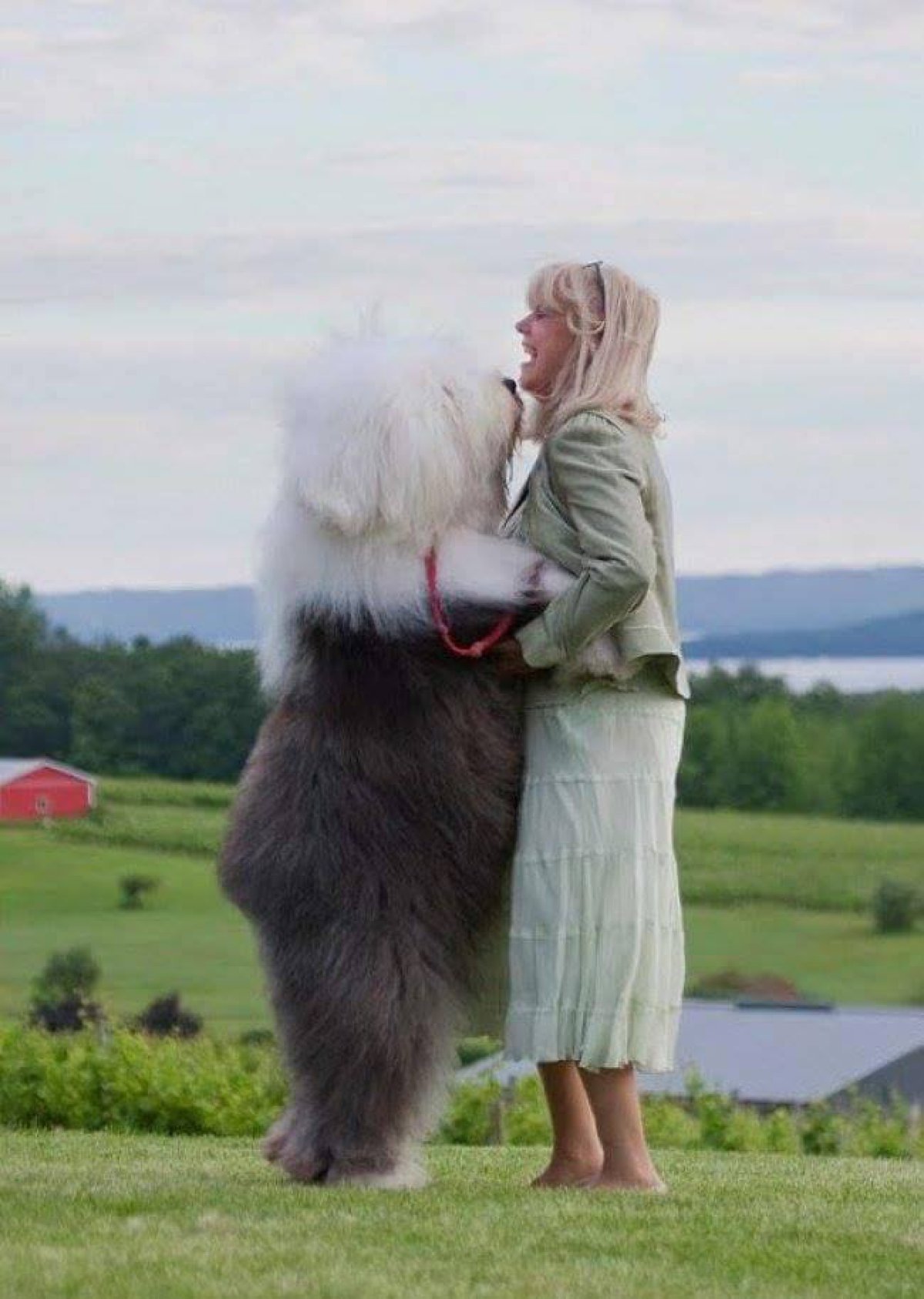 ¡Los perros más gigantes del mundo!