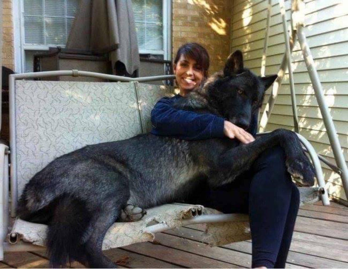 ¡Los perros más gigantes del mundo!